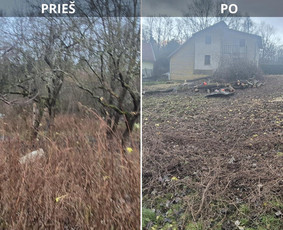 Prieš ir po: krūmynų valymas